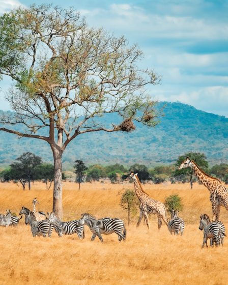 Tanzania
