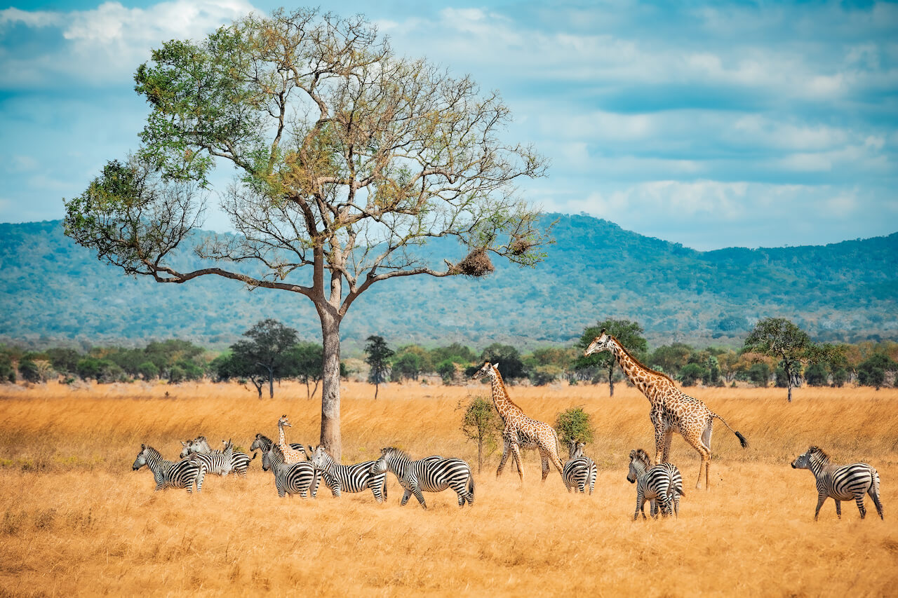 Tanzania